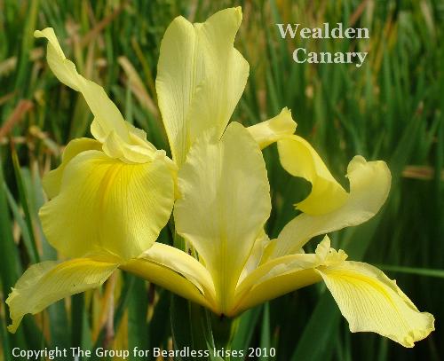 Wealden Canary